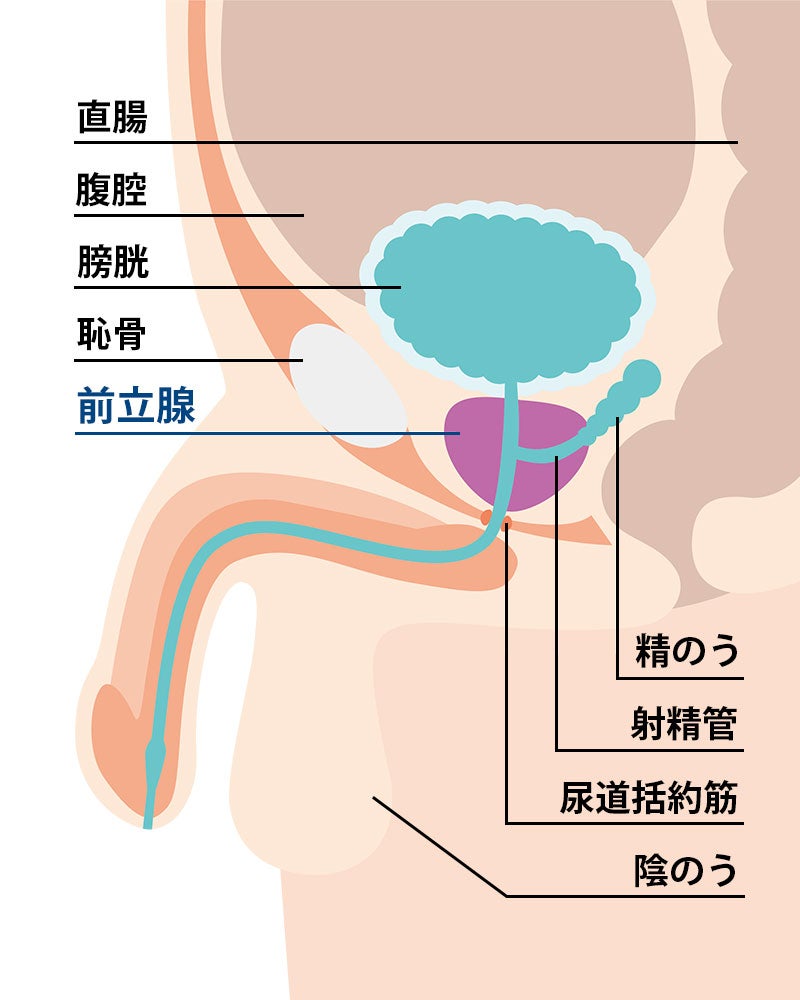 前立腺やその他臓器の位置